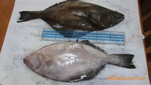 冷冻粗加工进口水产品冷冻鲽鱼信息