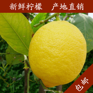 柠檬之都四川安岳柠檬新鲜黄柠檬产地直销小柠檬信息