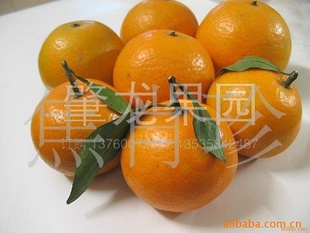 优质特产水果柑橘系列贡柑皇帝柑信息