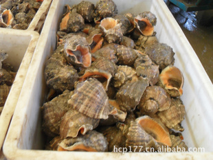 渤海湾红里螺，活鲜海螺，海鲜红利螺信息