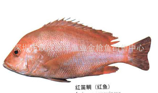 马尔代夫产天然野生石斑鱼--红笛鲷红鲷（0-4度冰鲜空运）信息