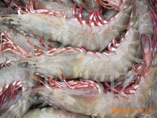 大量批发水产品海鲜海虾信息