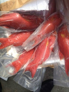 印尼进口红石斑鱼国内现货信息