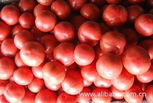 番茄|昌乐蔬菜|潍坊丰谷合作社联合社|潍坊蔬菜|农产品信息