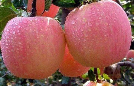 苹果用生物有机菌肥 有菌的好肥料信息