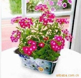 迷你植物小花迷之大硬盒太太花园-美女樱微型盆景信息