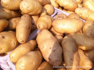 新鲜山东荷兰土豆胶州土豆优质土豆保鲜蔬菜信息