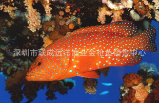 马尔代夫产天然野生石斑鱼--星斑（0-4度保存，全程空运）信息