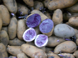 黑土豆，紫土豆，量大，价低，质优信息