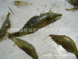 大量1-1.5厘米优质淡水鲜活草虾信息