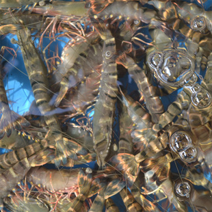 各种规格草虾、鲜活草虾各种进口大龙虾虾类批发品质保证信息