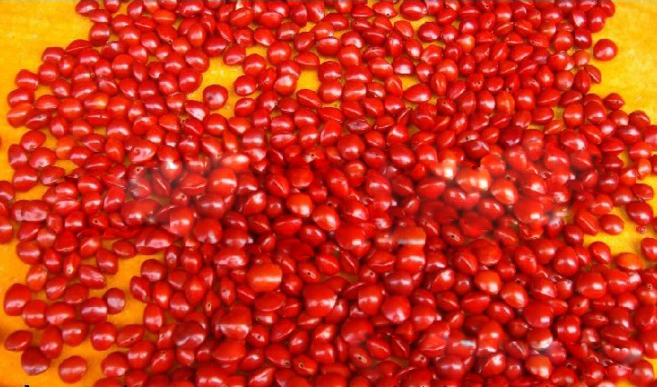 桂林南国相思红豆（散装10mm相思红豆出售）信息