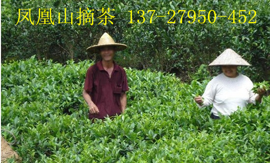 浪菜单枞茶是什么茶 凤凰单丛茶农咨询供应信息
