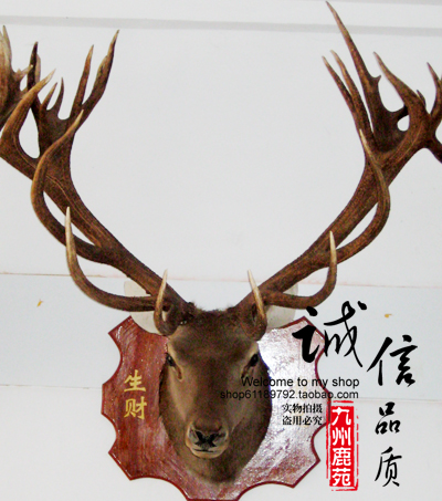 鹿头|鹿头工艺品|鹿头模型|鹿头价格|-九州鹿苑信息