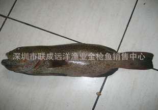 马尔代夫产天然野生石斑鱼--泰星斑（0-4度保存，全程空运）信息