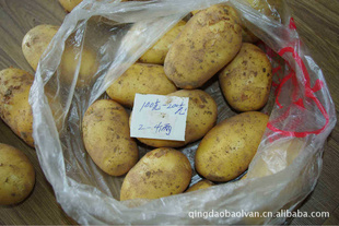 2012年新鲜蔬菜保鲜土豆优质荷兰土豆山东土豆马铃薯信息