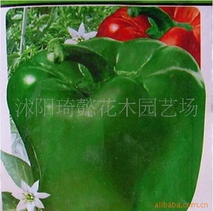 新品蔬菜蔬菜种子青椒种子甜椒王出芽率高信息