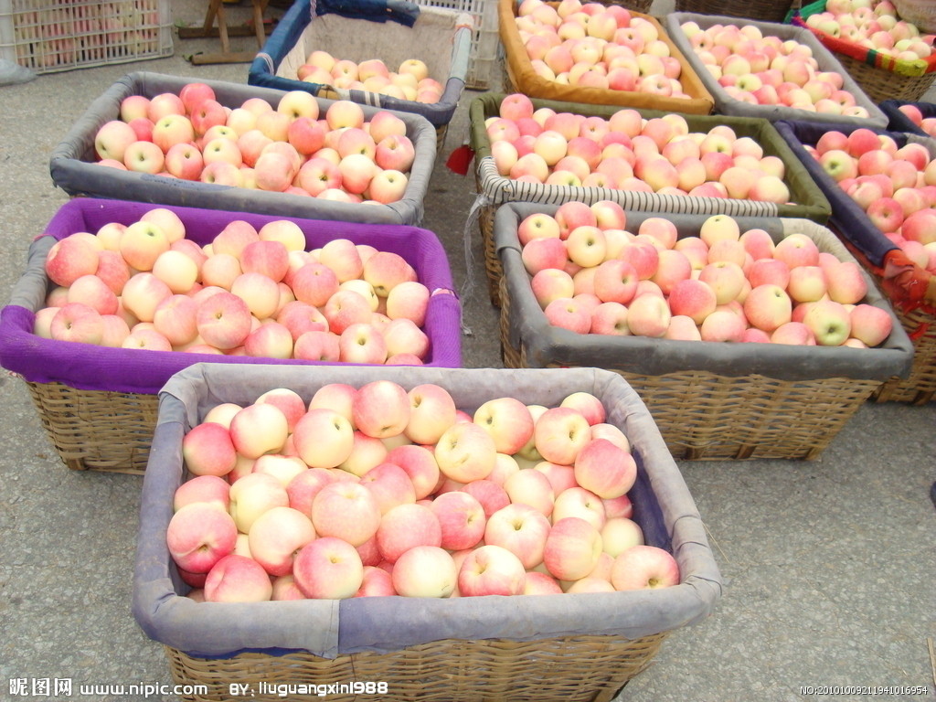 山东红富士苹果价格走势 山东红富士苹果供应基地信息