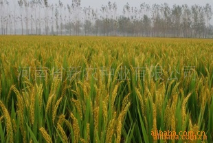 早稻种子株型紧凑，茎杆粗壮、坚韧有弹性新农种业信息
