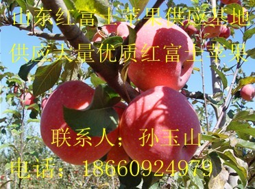山东红富士苹果供应 山东红富士苹果供求批发信息
