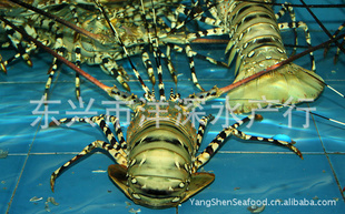 龙虾花龙越南信息