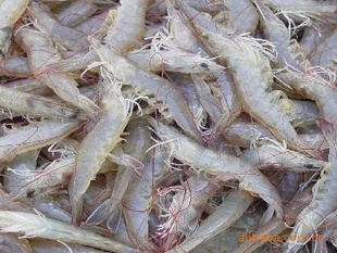 出售无公害鲜活南美白9-11cm对虾，厂家信息