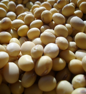 大豆，黄豆具有补钙养神，是豆中之王。信息
