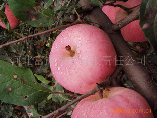 新鲜富士苹果/水果/富岗河北著名商标，河北名牌产品信息