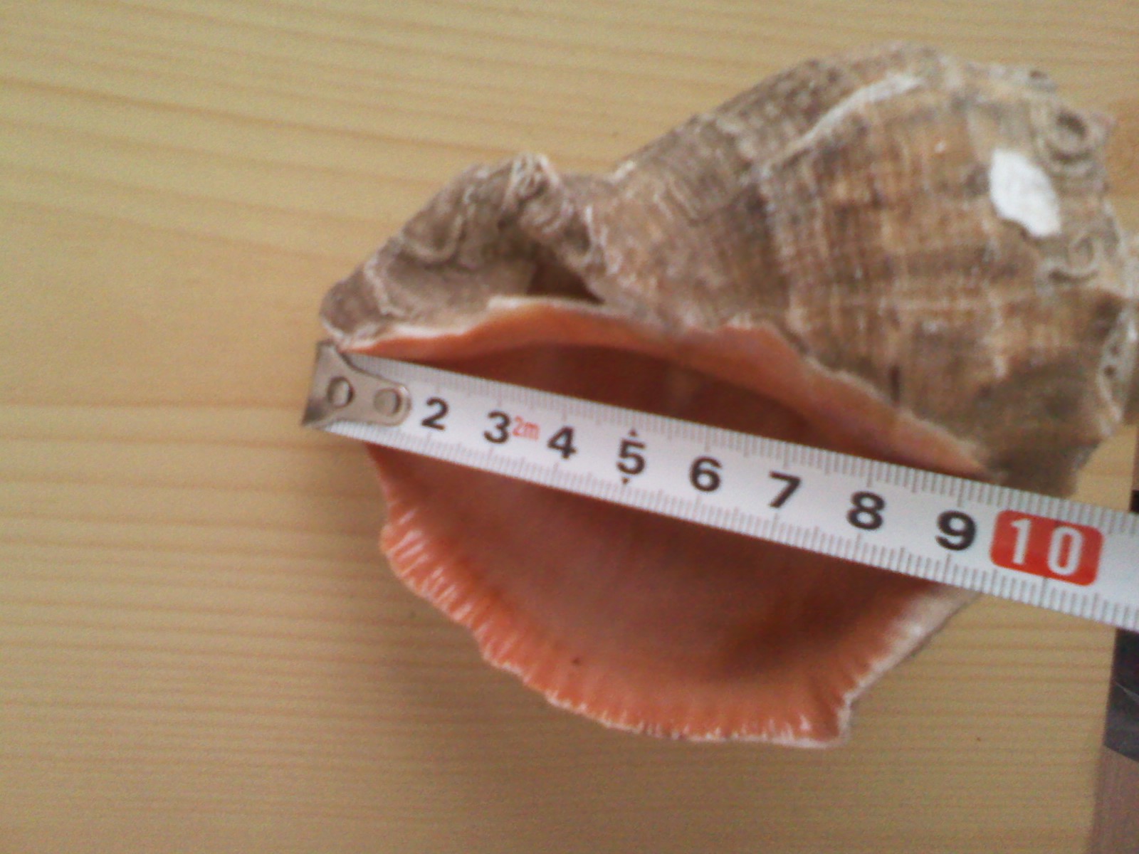 天然海螺壳 海螺壳信息