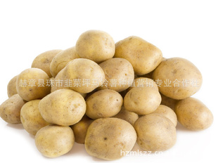 韭菜坪马铃薯优质高山土豆高山蔬菜（图）信息