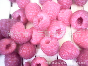 农家自产双季红树莓鲜果马林托卜托朴新鲜水果新摘的信息