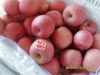 陕西膜袋红富士苹果价格/陕西洛川红富士苹果价格信息