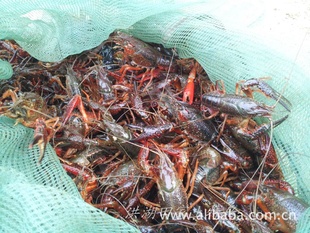 洪湖清水小龙虾品质保证信息