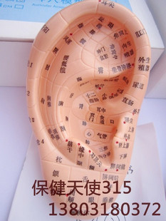 上海经络通17CM耳针模型耳针灸模型耳穴模型耳朵穴位模型耳穴信息