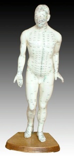 26cm人体模型，针灸模型。中医模型，动物模型医疗训练教学护理信息