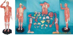 人体模型医用教具教学模型178公分人体肌肉模型.信息