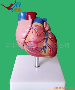 医学人体心脏解剖模型信息