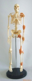 65公分左关节韧带人体骨骼模型人体模型教学模型医用教具信息