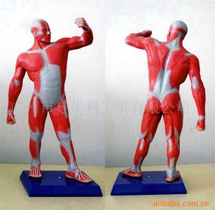 人体模型教学模型医学模具50公分高健美式人体肌肉模型信息