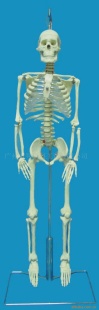 GD0110A036-85公分成人透明胸骨人体骨骼信息