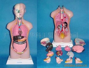 人体模型教学模型医学模具42CM两性人体躯干信息