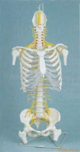 168公分成人脊椎胸腔后枕骨模型人体模型教学模型医用教具信息