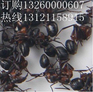 北京黑蚂蚁专卖信息